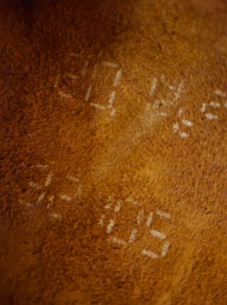 Let's Chat about Leather Hide Markings